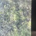 黑果腺肋花秋4万斤左右