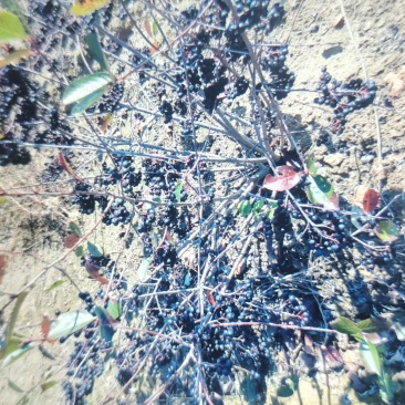 黑果腺肋花秋4万斤左右