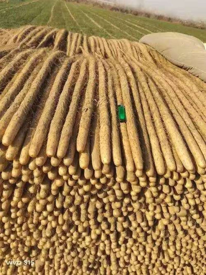 【品质】河北铁棍山药产地直供对接全国批发电商商超