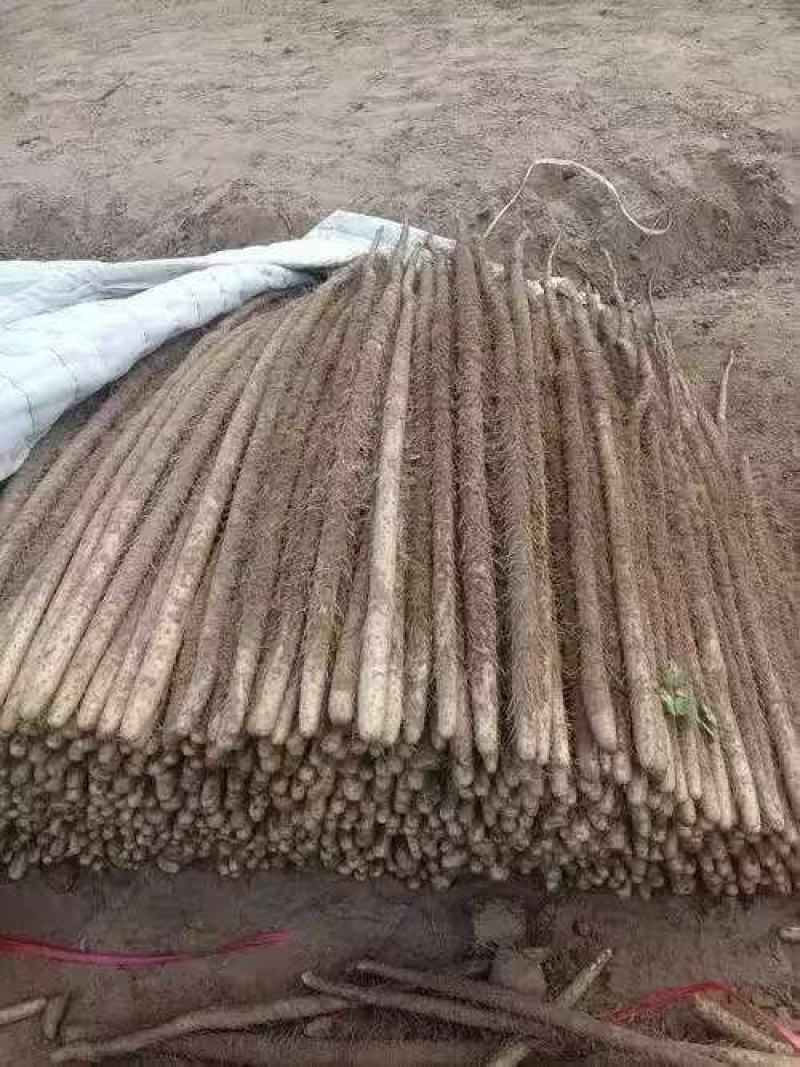 【品质】河北铁棍山药产地直供对接全国批发电商商超