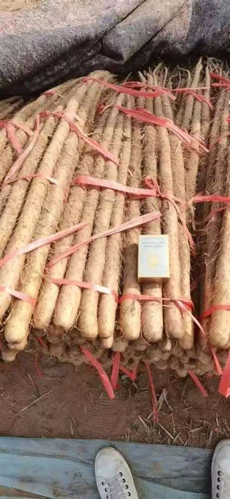 【品质】河北铁棍山药产地直供对接全国批发电商商超