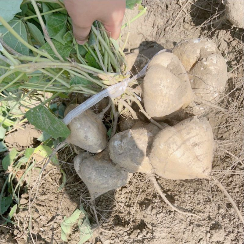 豆薯凉薯大量接单、对接工厂，电商，批发！