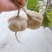 豆薯凉薯大量接单、对接工厂，电商，批发！