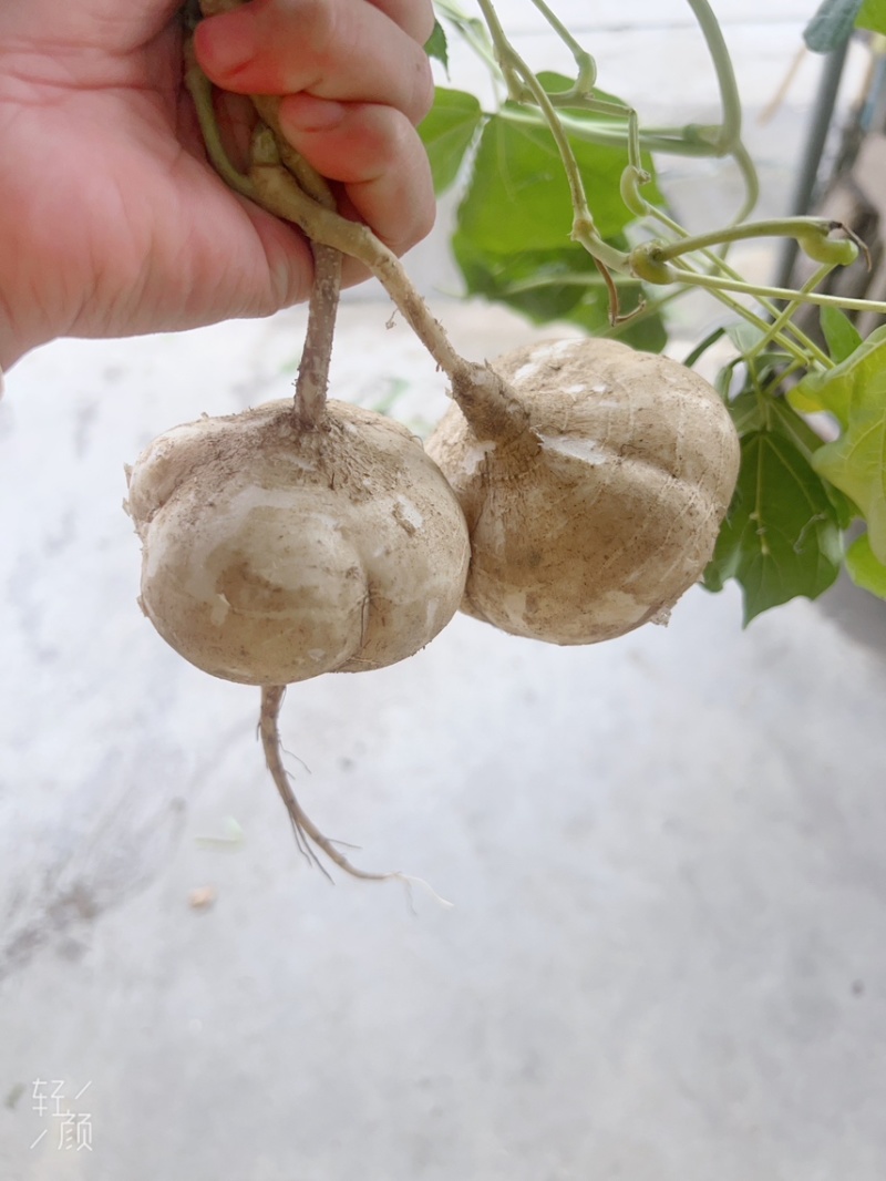 豆薯凉薯大量接单、对接工厂，电商，批发！