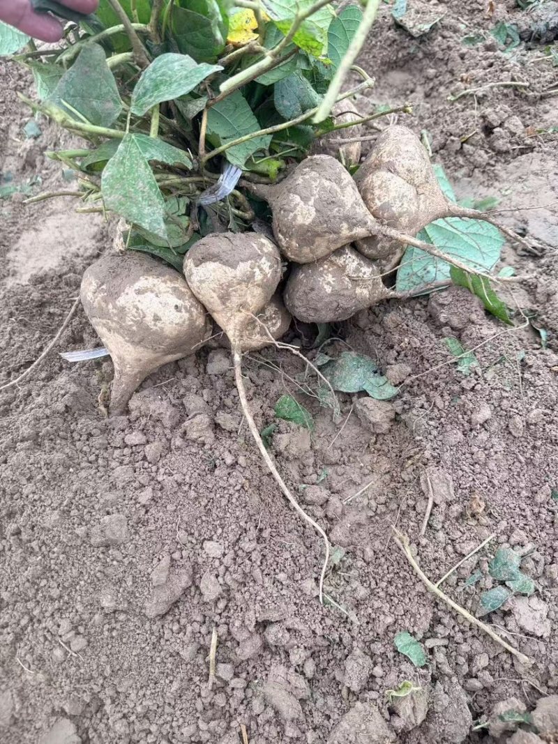 豆薯产地直销，大量有货，对接工厂，批发，电商，