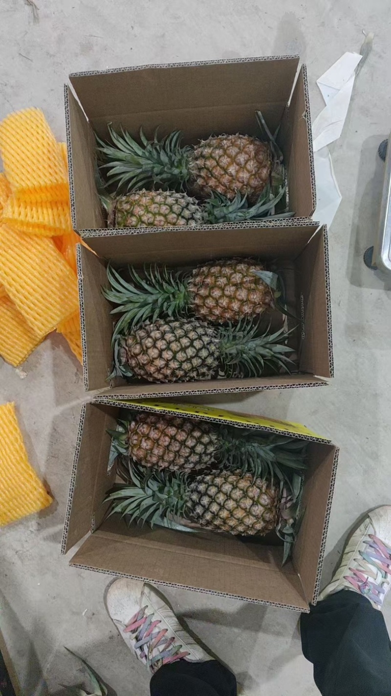 金钻凤梨一件代发仓库代工基地直发