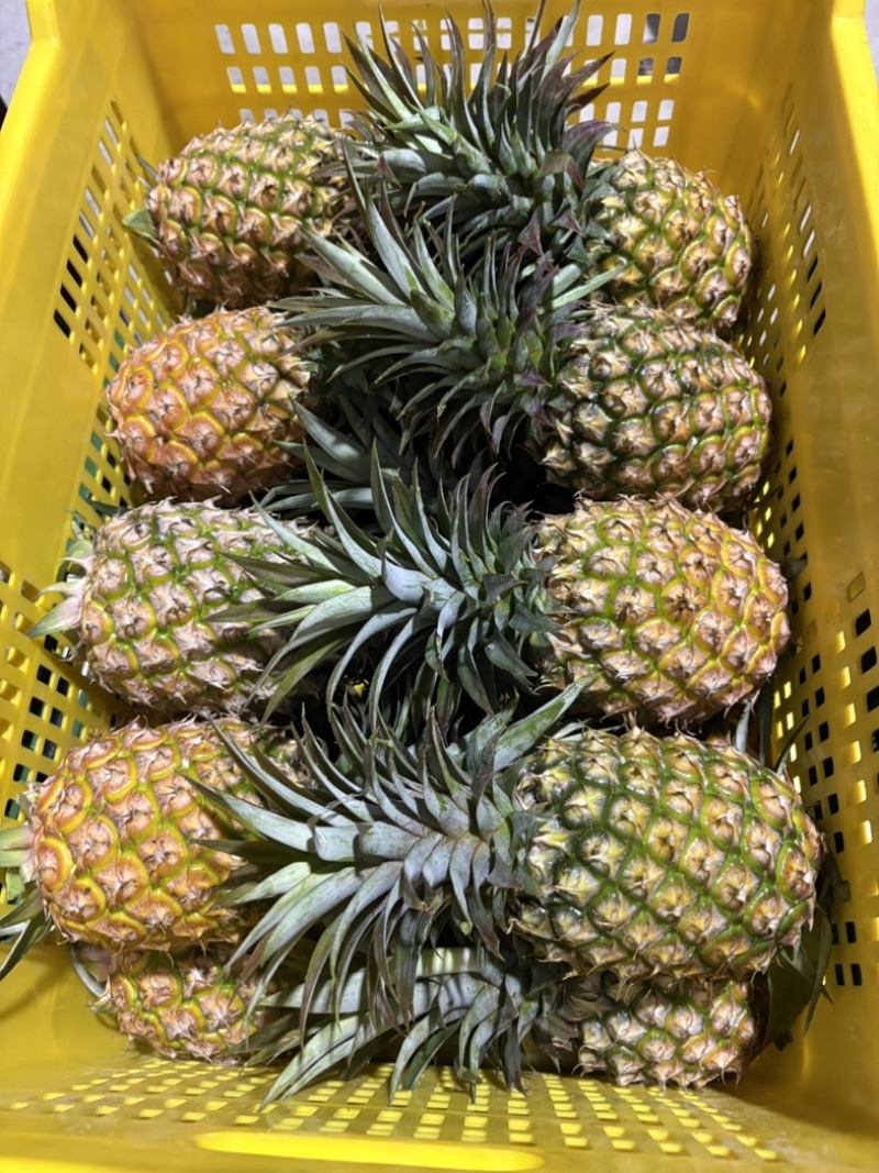 金钻凤梨一件代发仓库代工基地直发
