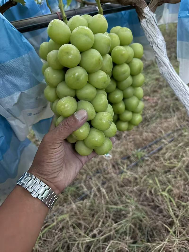 阳光玫瑰葡萄大量供应，对接市场电商社区团购渠道等