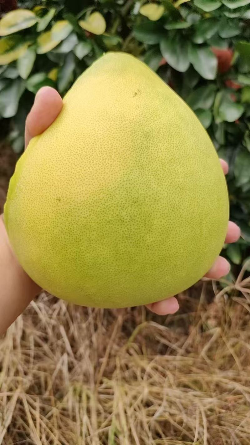 梅县三红柚，皮薄多汁，爽脆清甜，产地直发，价格便宜果子靓