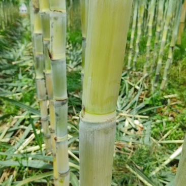 云南青皮甘蔗