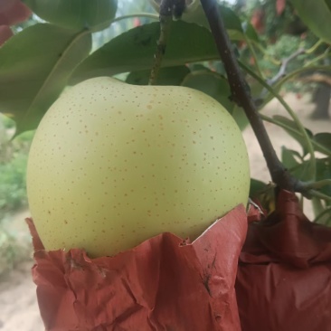 自家头茬皇冠