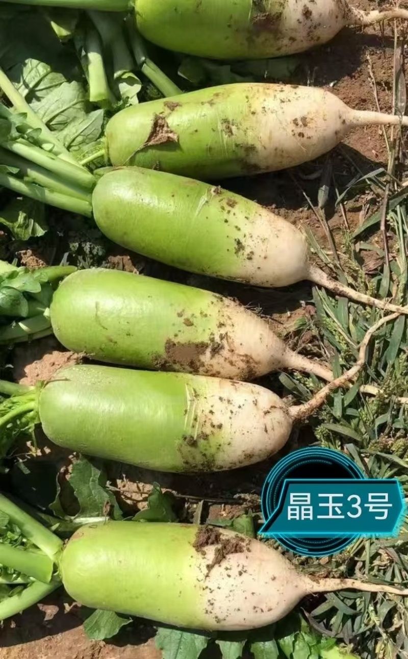 山西萝卜山西忻州产地货源充足对接市场商超欢迎联系