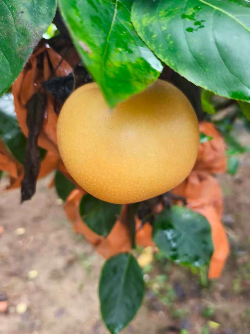 青岛秋月梨