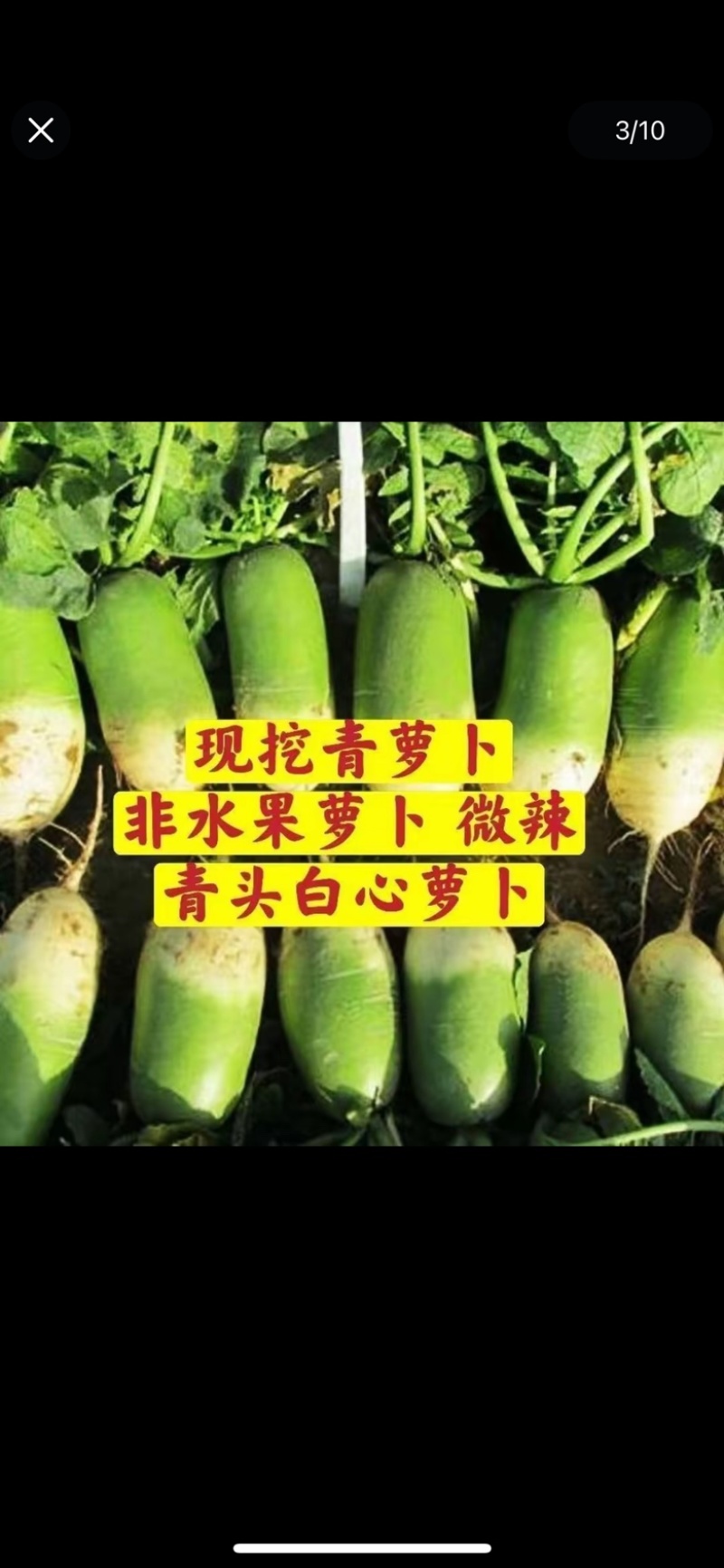 山西萝卜山西忻州产地货源充足对接市场商超欢迎联系