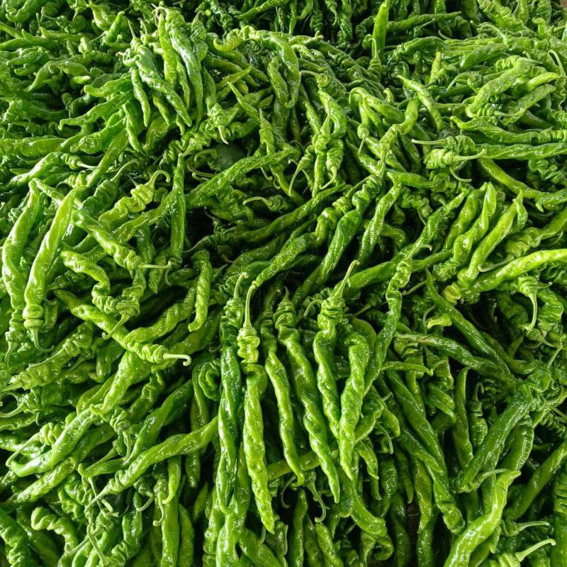 大量供应山西应县大陇椒，各种辣椒大量上市。全国代发。