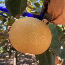 正宗莱阳头茬秋月梨烟台产区