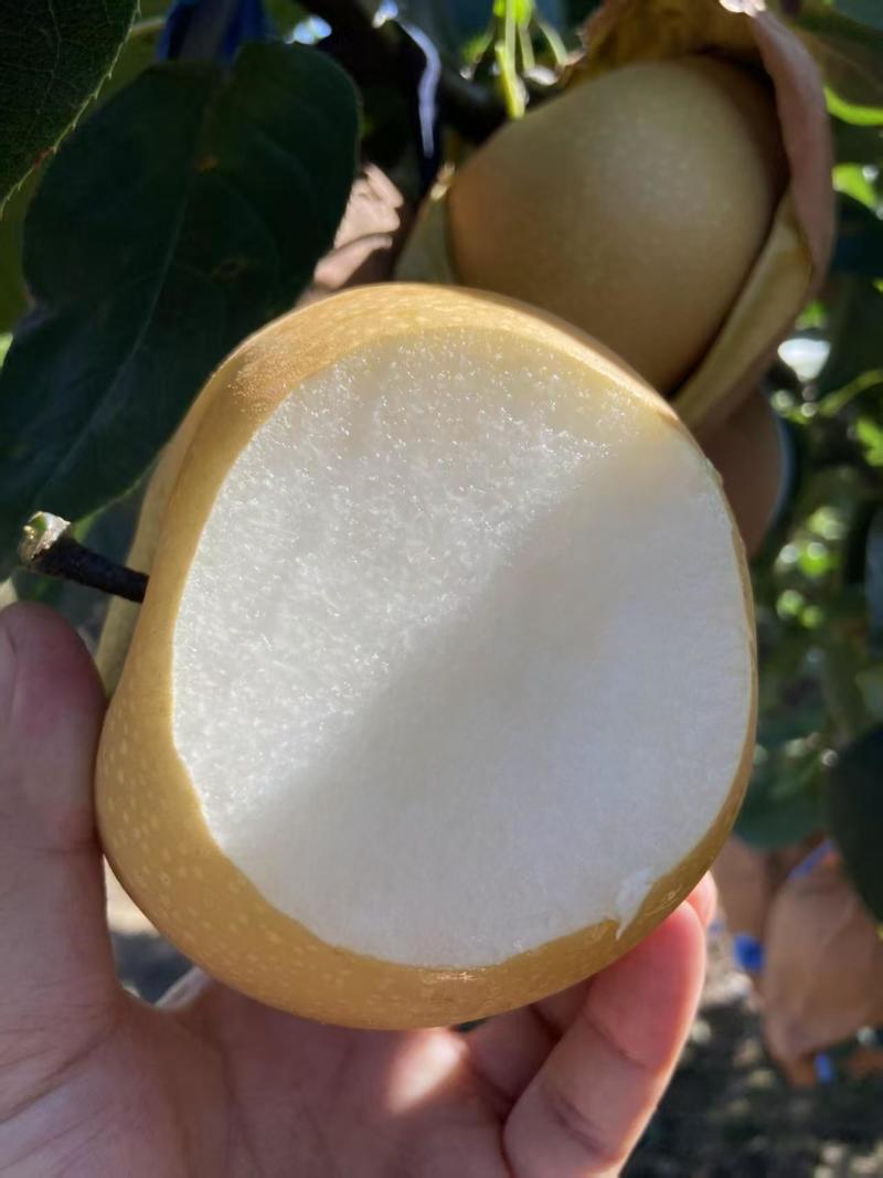 正宗莱阳头茬秋月梨烟台产区