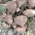 成都本地地瓜大量上市！可生吃，可炒可炖