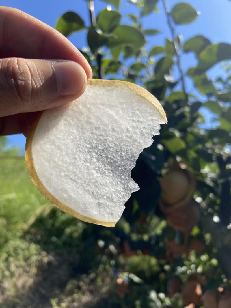 正宗莱阳头茬秋月梨烟台产区