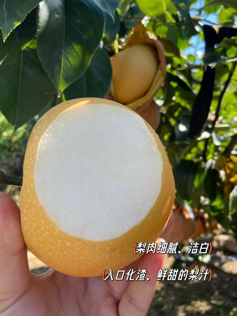 正宗莱阳头茬秋月梨烟台产区