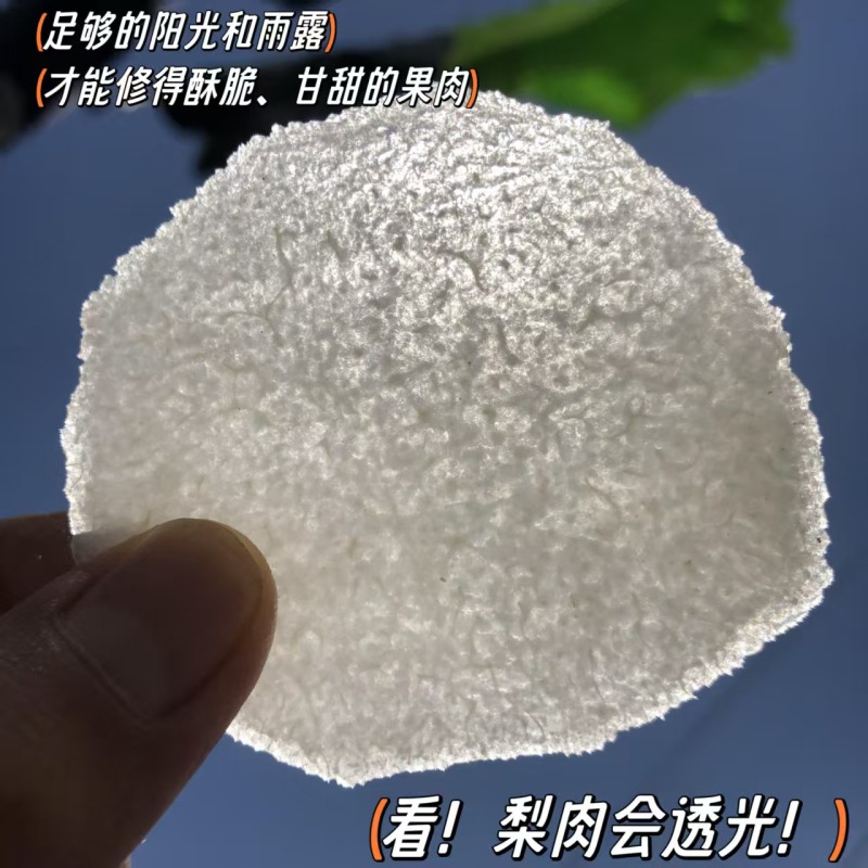 正宗莱阳头茬秋月梨烟台产区