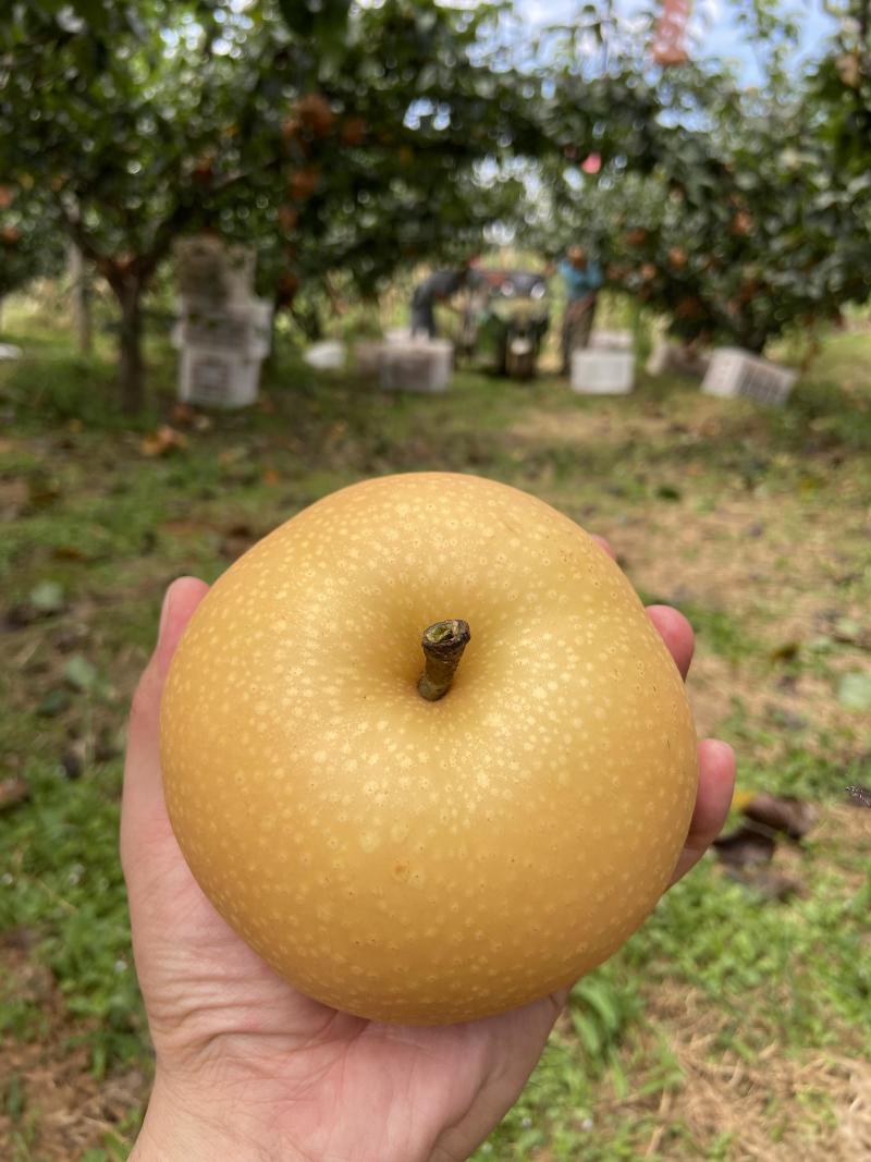 正宗莱阳头茬秋月梨烟台产区