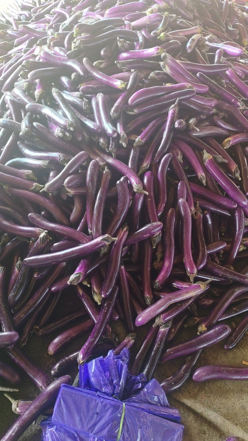 河南焦作博爱红长茄广茄紫棒长茄大量上市
