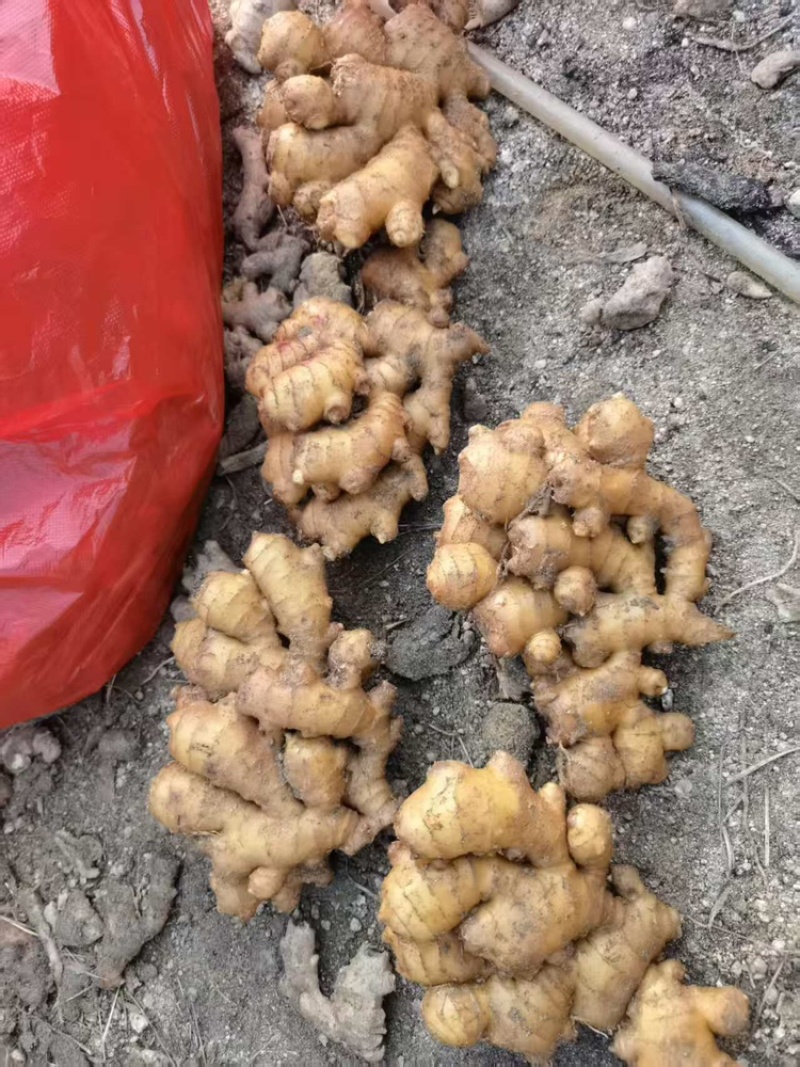 小黄姜生姜基地直销量大质优价格优惠欢迎采购咨询