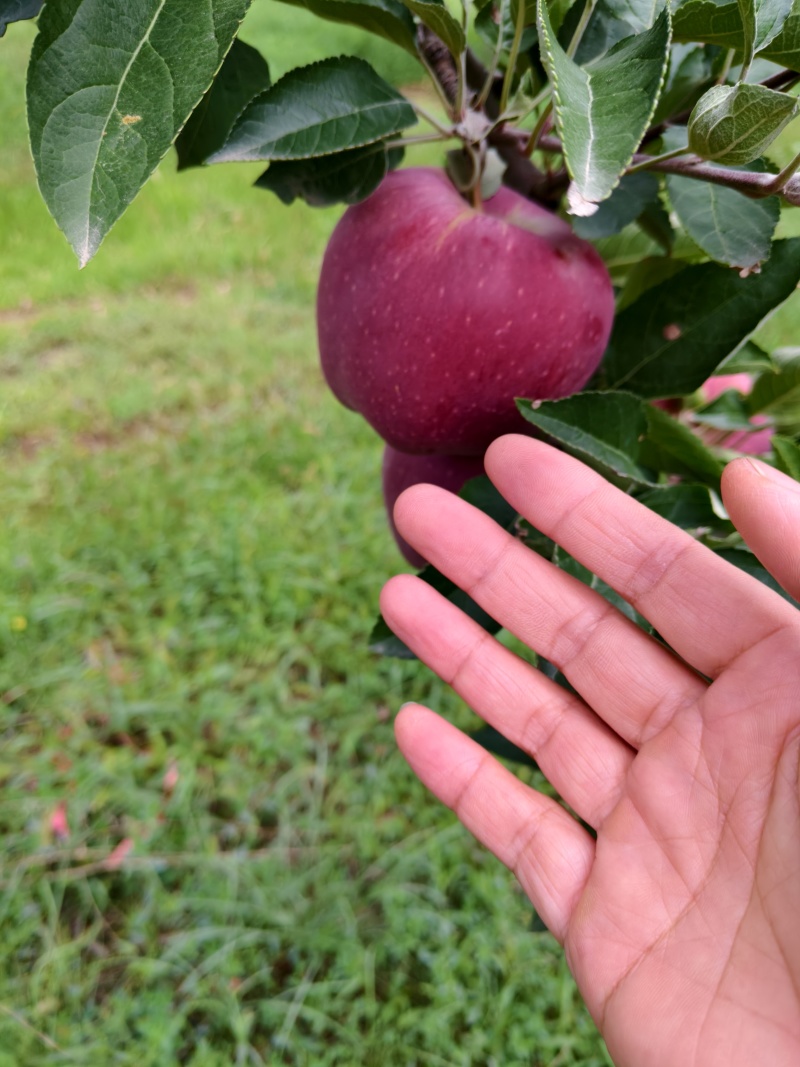 甘谷花牛苹果