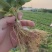 隋珠香野草莓苗：天仙醉草莓苗，宁玉草莓苗，梦之莹草莓苗，