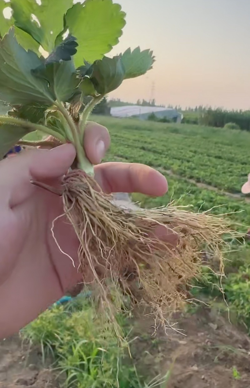 隋珠香野草莓苗：天仙醉草莓苗，宁玉草莓苗，梦之莹草莓苗，