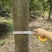 绿化苗木榉树紫薇苗木种植基地