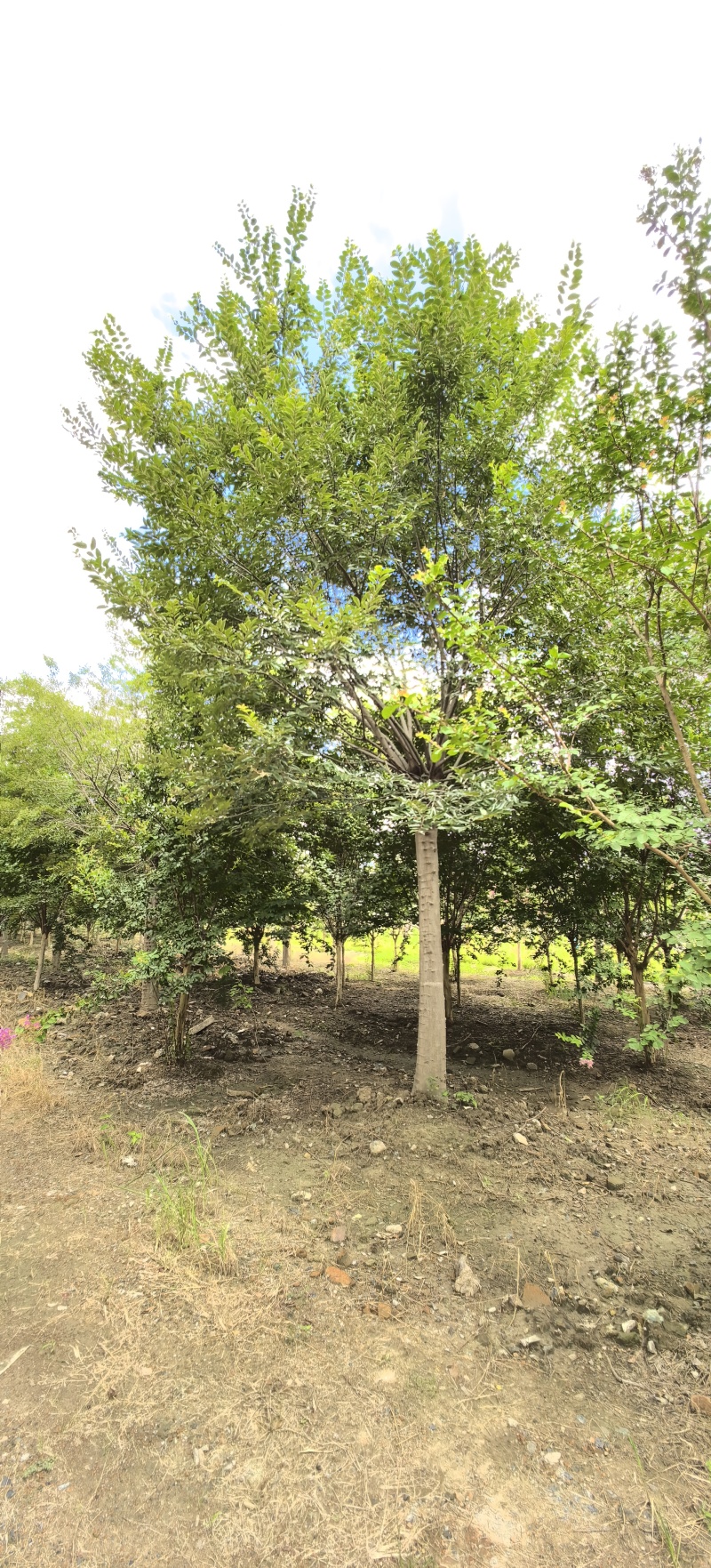 绿化苗木榉树紫薇苗木种植基地