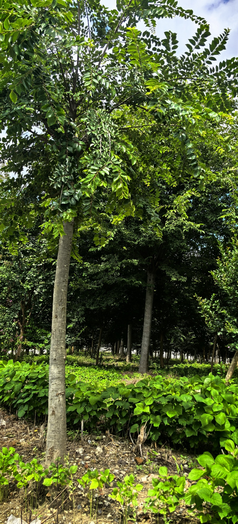 绿化苗木榉树紫薇苗木种植基地