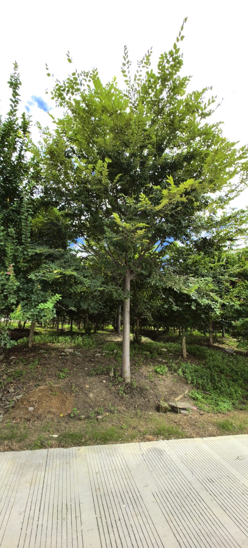 绿化苗木榉树紫薇苗木种植基地