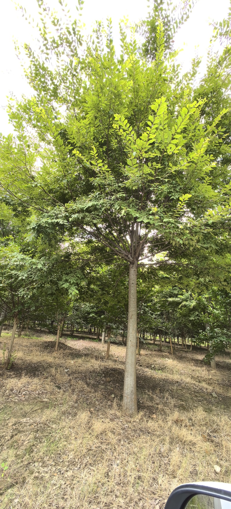 绿化苗木榉树紫薇苗木种植基地
