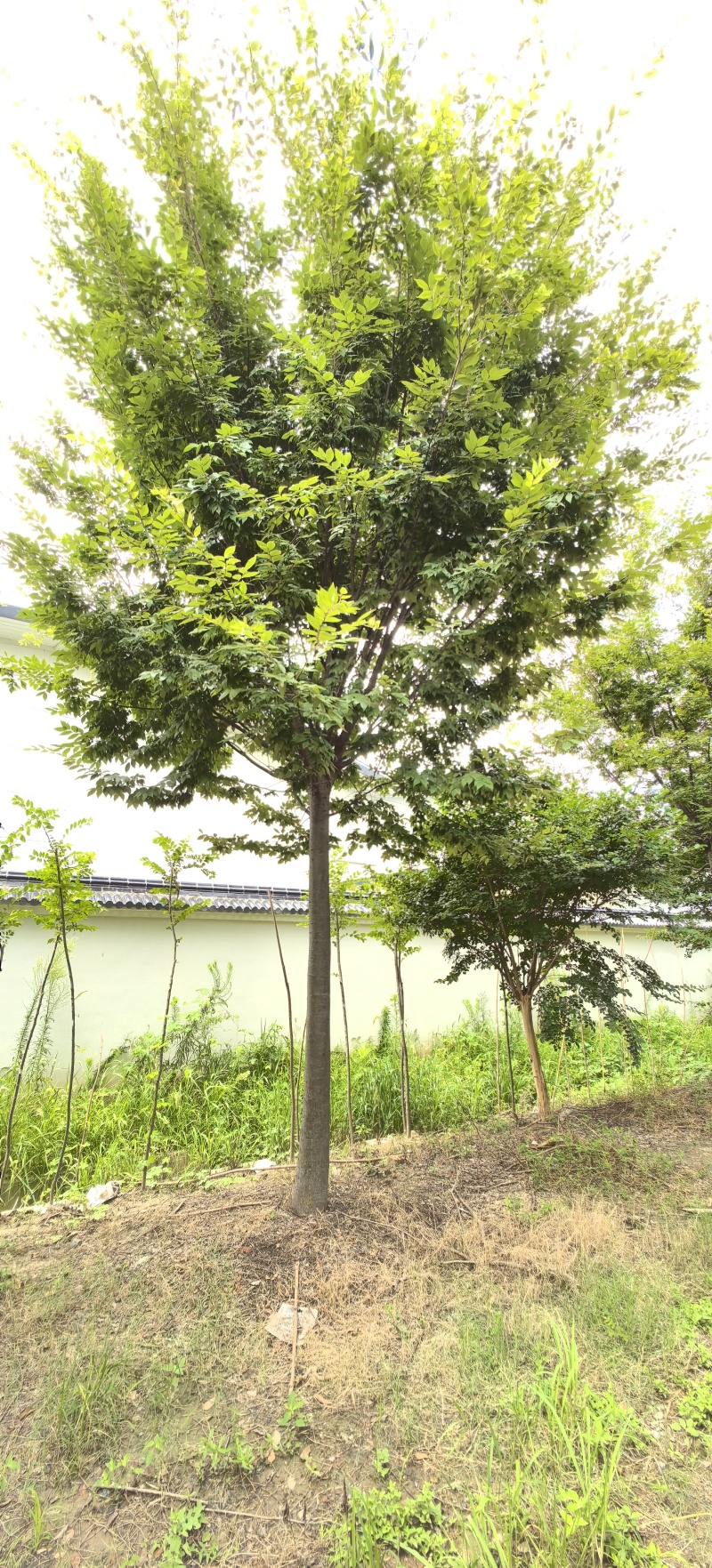 绿化苗木榉树紫薇苗木种植基地