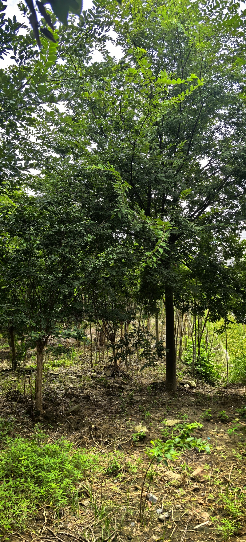 绿化苗木榉树紫薇苗木种植基地