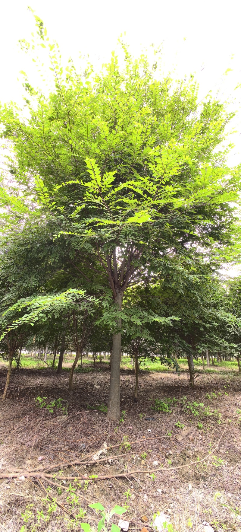 绿化苗木榉树紫薇苗木种植基地