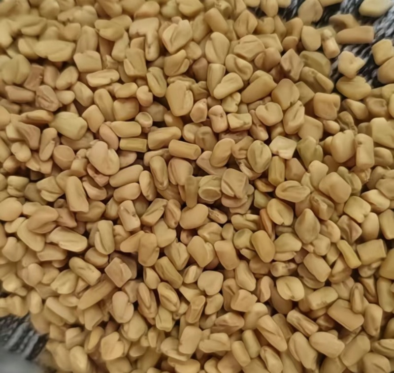 葫芦巴干货葫芦巴中药材欢迎选购！量大从优！