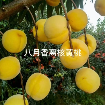 离核黄香蜜桃，黄桃苗黄肉离核丰产个大浓甜浓香