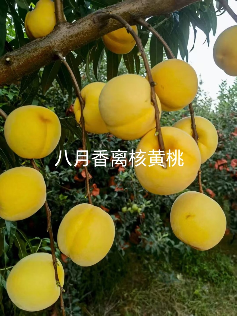 离核黄香蜜桃，黄桃苗黄肉离核丰产个大浓甜浓香
