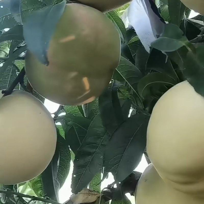 河北邢台威县中秋王毛大量上市。个大口感超好。欢迎选购！