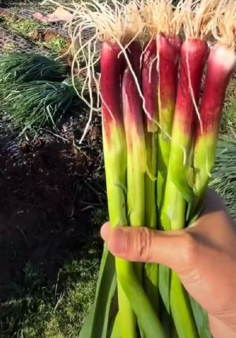 红根蒜苗种子，抗病抗高温，易管理，一手货源，保质保量