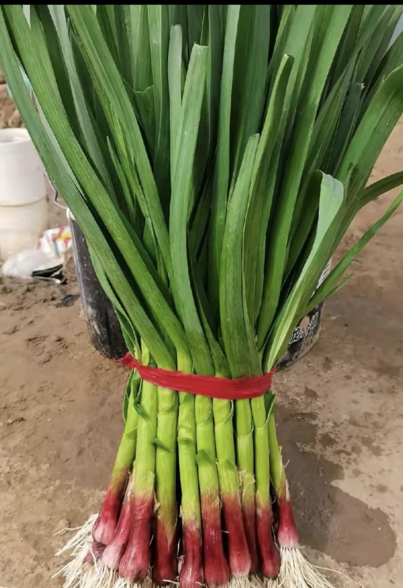红根蒜苗种子，抗病抗高温，易管理，一手货源，保质保量