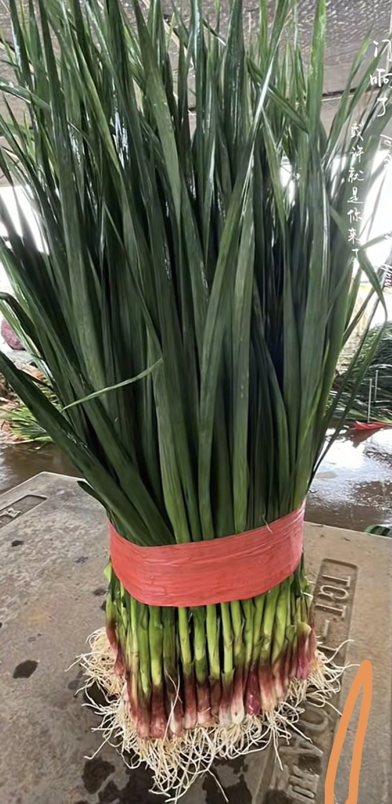 红根蒜苗种子，抗病抗高温，易管理，一手货源，保质保量