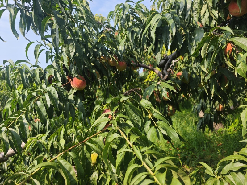 永莲蜜8号水蜜桃，保糖度14/15口感好糖度高保硬度