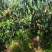 永莲蜜8号水蜜桃，保糖度14/15口感好糖度高保硬度