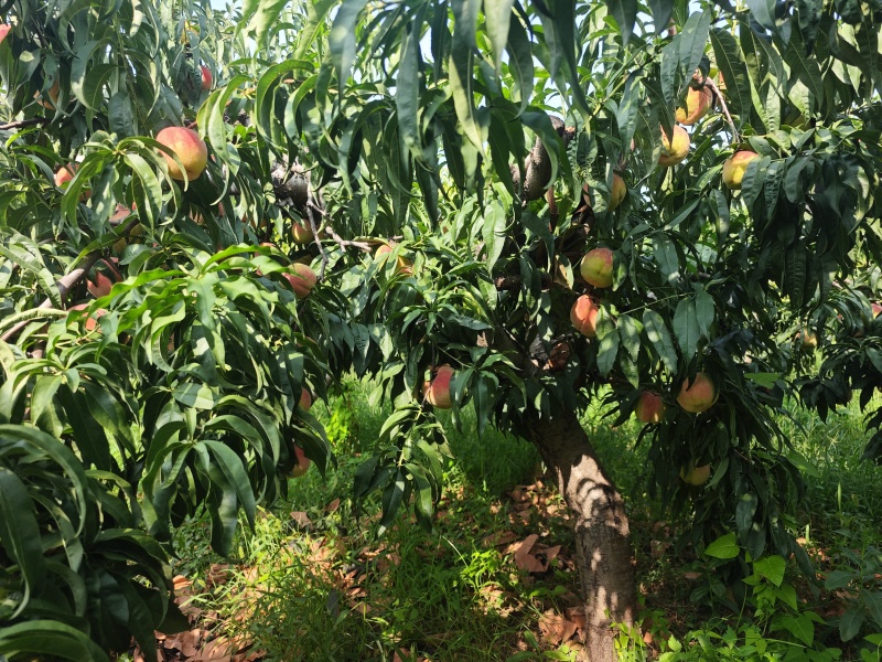 永莲蜜8号水蜜桃，保糖度14/15口感好糖度高保硬度