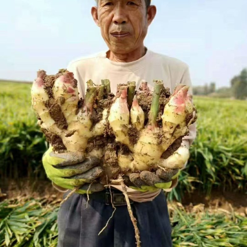 甘肃大黄姜产地批发坏烂包赔【电商货/市场货/商超货】